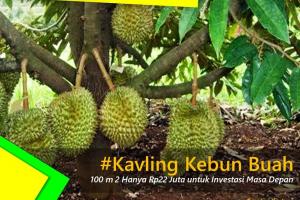 Beli Kavling Kebun Buah Dapat Passive Income