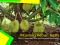 Beli Kavling Kebun Buah Dapat Passive Income