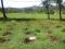 DIJUAL TANAH DI KAMPUNG KEBON JERUK SUKABUMI