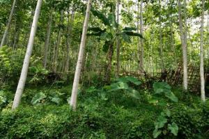 Dijual Tanah Soreang