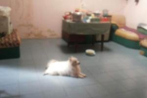 Dijual Rumah Ancol Barat