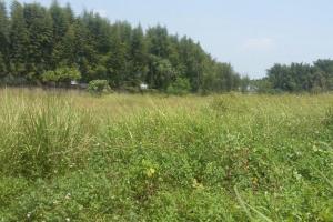 Tanah 3,8Ha dekat Jalan Pemda Tigaraksa Untuk Gudang/bengkel