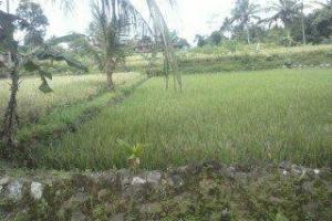 Dijual Tanah Singaparna
