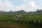 Tanah disewakan di Canggu