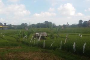 Tanah disewakan di Canggu