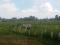 Tanah disewakan di Canggu