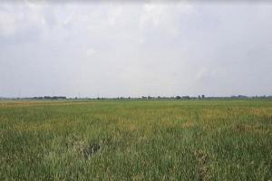 Dijual Lahan 10 Hektar, Khusus TPU di  Kecamatan Tambelang ,Bekasi,